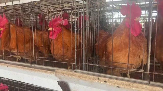 玉林230天的灵土公鸡。价钱9.2