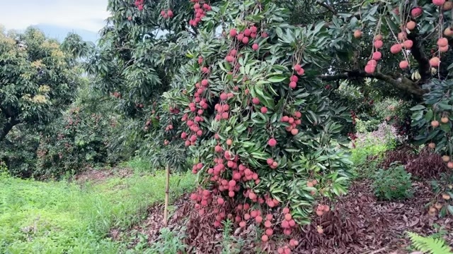 桂平市广西贵港桂味荔枝 口感清甜果香浓郁，现摘现发，欢迎采购商收购