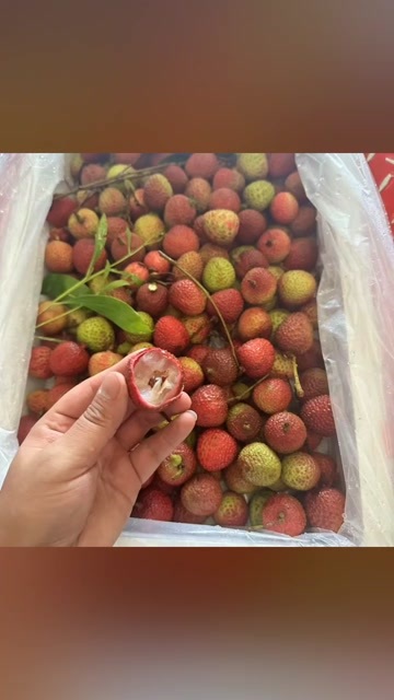 上海上海直发青浦妃子笑荔枝新鲜热带水果整箱现摘现发