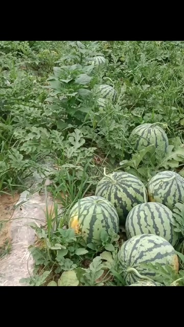三台县美都西瓜