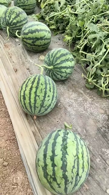 麒麟瓜
