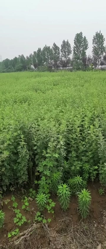 全椒县艾