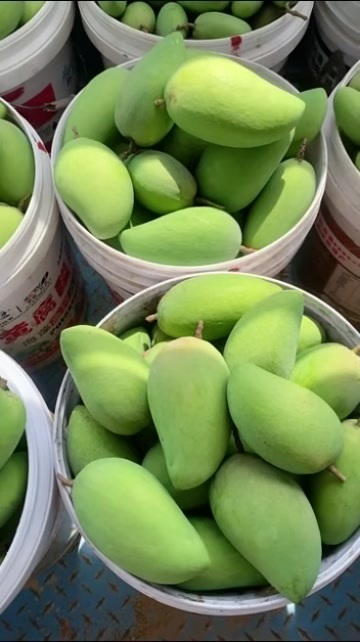 田东县台农芒