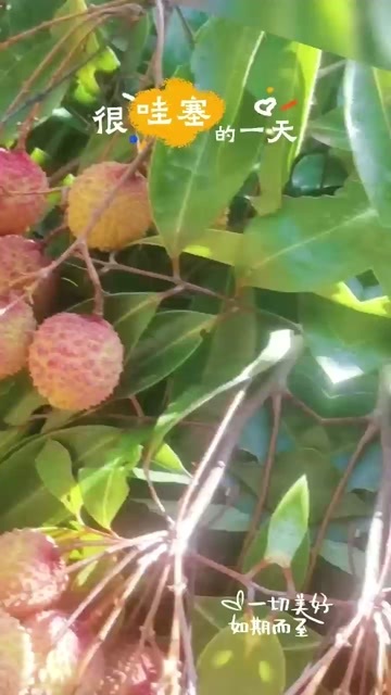 新兴县新兴县桂味荔枝，清甜多汁，自有果园现摘现发！