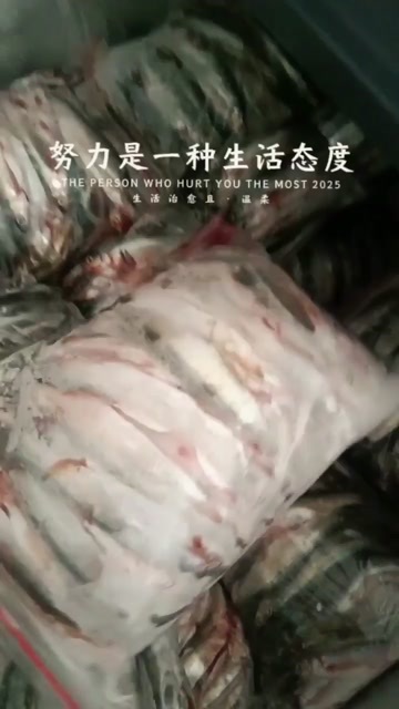 思茅生态白条鱼