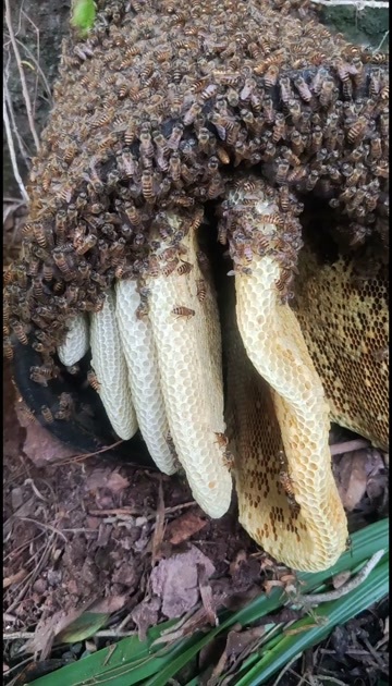 宜黄县新蜜，深山里的成熟百花土蜂蜜，需要的老板可以谈谈