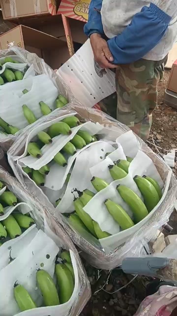 红河县香蕉批发