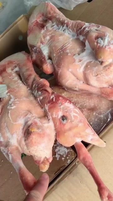 临沂白条鸭，黄皮鸭，大鹅，燕鹅