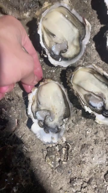徐闻县湛江三倍体，肥度8层