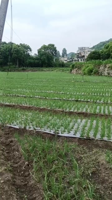 息烽县小香葱