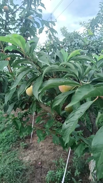 随县八宝丹李子