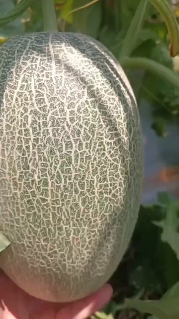 滑县河南滑县西州蜜哈密瓜新鲜水果直供