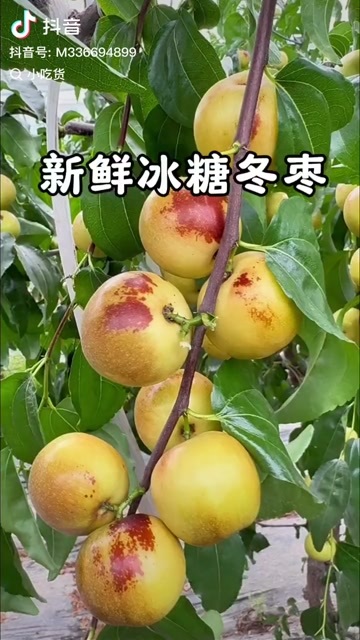 大荔县冬枣