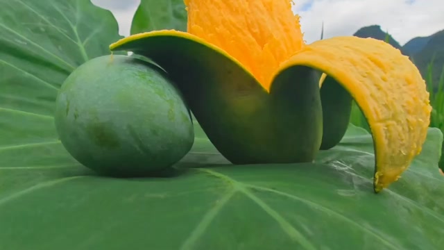 广西百色金煌芒新鲜热带水果芒果批发直供接个大电商平台团购