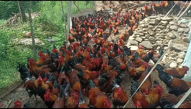 康县大量出售黑瑶土鸡