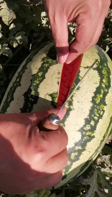 精品宁夏硒砂瓜大量上市，产地发货，质量三包，支持售后服务