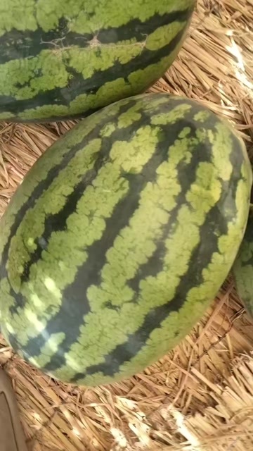 保定甜王平均17---18斤