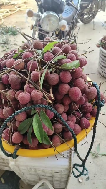 漳浦县荔枝