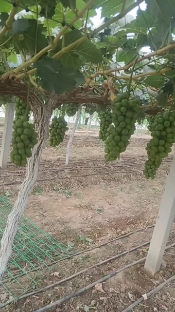 华阴市阳光玫瑰一级华阴华山货