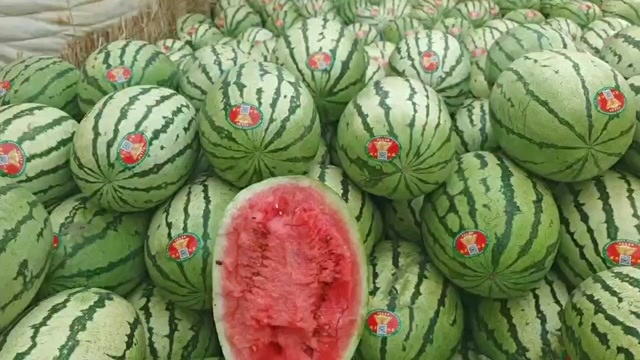 中宁县宁夏精品硒砂瓜