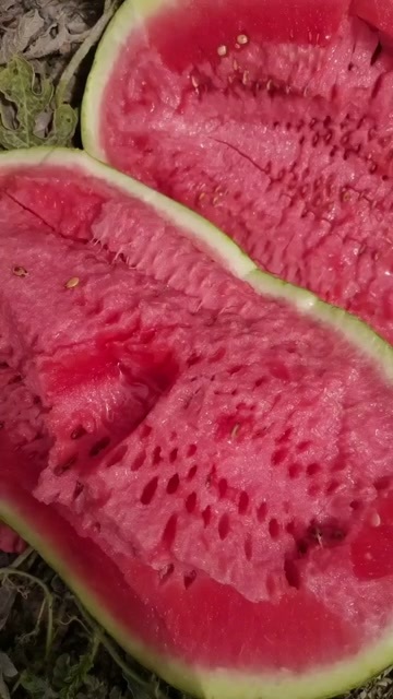 宁夏硒砂瓜大量上市，石头缝里的瓜，口感好，糖度高，价格实惠