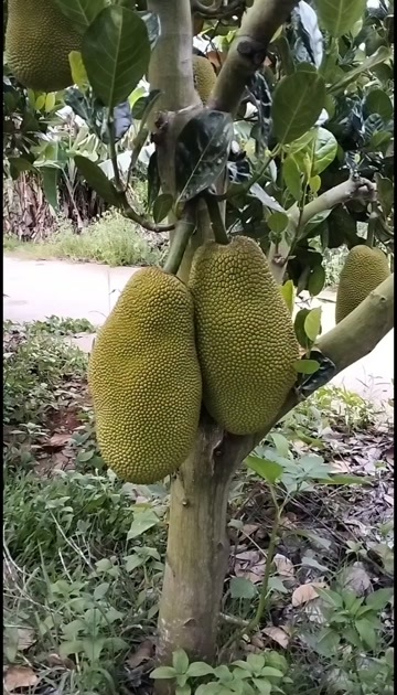 儋州市海南菠萝蜜6号