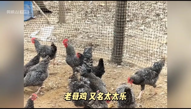 东营林地散养芦花老母鸡，下蛋鸡。