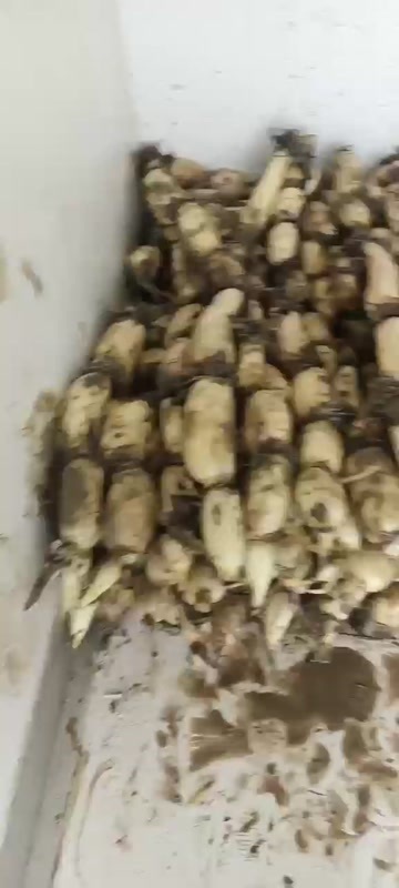 早藕大批量出售