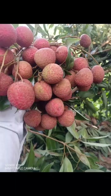 五华县荔枝批发零售妃子笑4块，桂味5块，黑叶2块