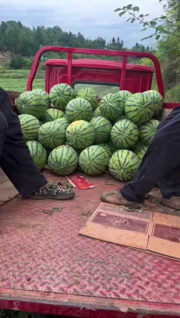 重庆市重庆潼南美都西瓜 有籽新鲜水果直供
