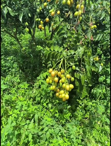 化州市广东茂名黄皮果，酸酸甜甜，消食建胃。