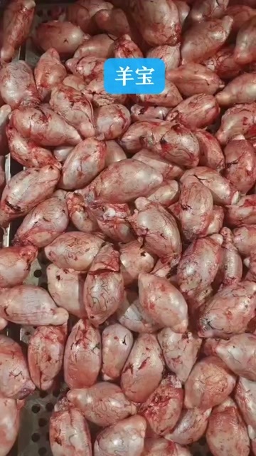 大厂县羊宝