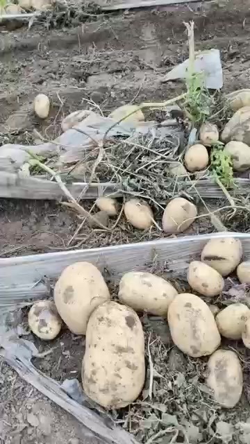 青岛2-4 两新土豆