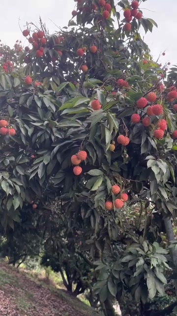 灵山县桂味