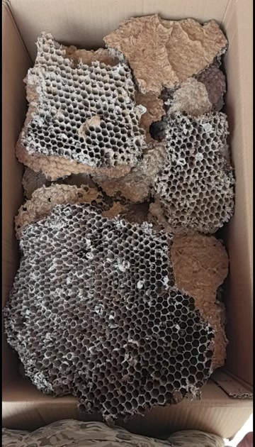 蜂房土蜂房中药材蜂房蜂巢马蜂窝露蜂中药材 马蜂窝 