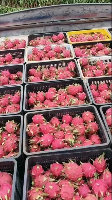恭城县火龙果大量现货供应