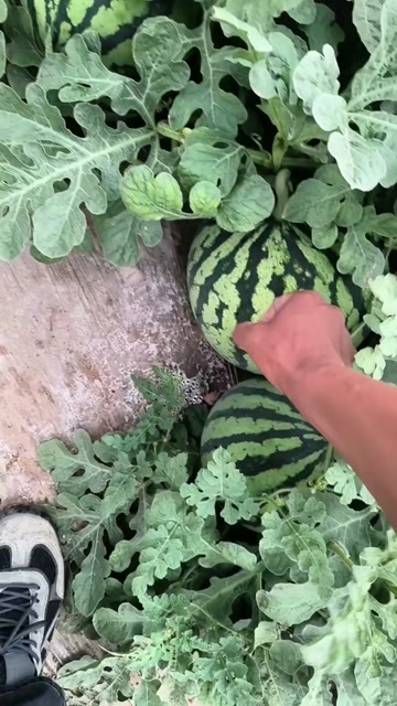 无籽麒麟瓜，