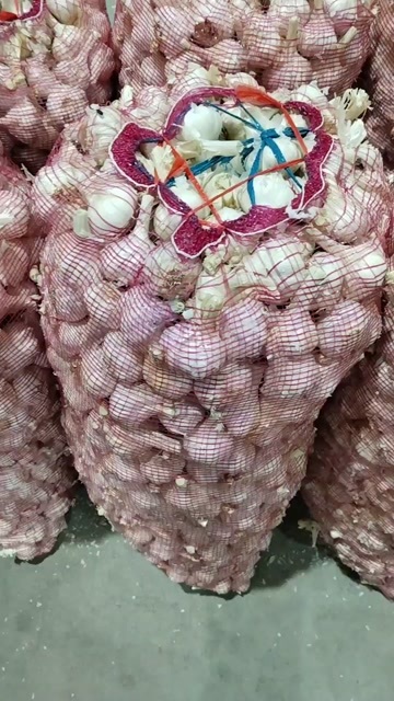 南京白皮蒜