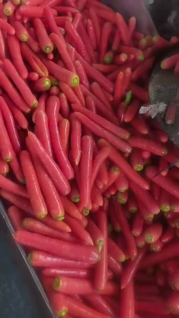 大荔县陕西大荔红萝卜 新鲜直供 秤杆红萝卜 根茎蔬菜 产地直销
