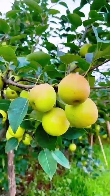 泸西县云南泸西早白蜜汁多、味纯、果形正