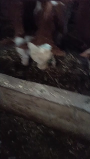 威宁县黄牛