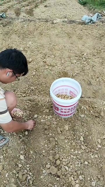 隆回县龙芽红百合种球，珠子种
