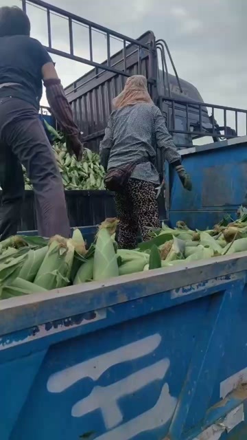 哈尔滨大地刚下来的新鲜粘苞米  有需要联系