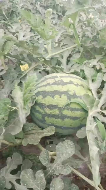 白水县高原直生苗无籽美都涌蜜3大量现货