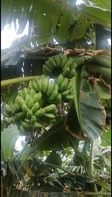 南宁广西小米蕉，