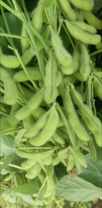 常年销售收购毛豆蚕豆
