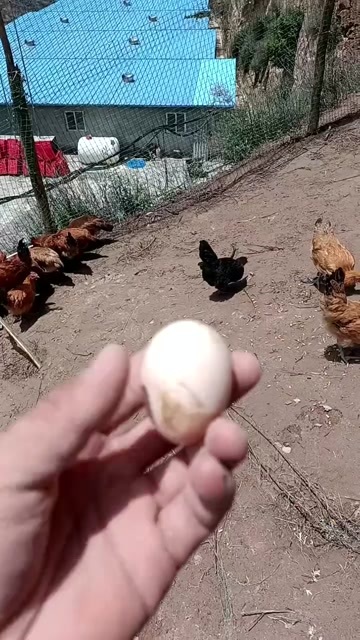 陇南麻鸡苗