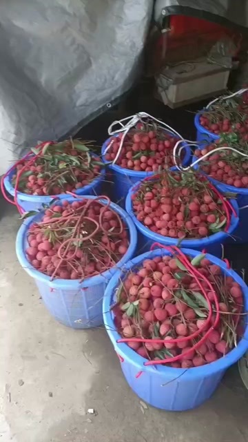 东莞市桂味荔枝