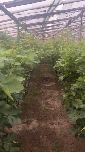 天津武清精品葡萄 大棚种植新鲜采摘 1次果小果率低