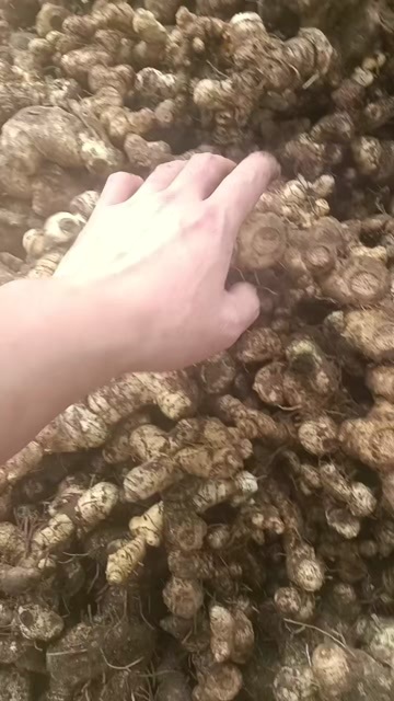 连南县黄精